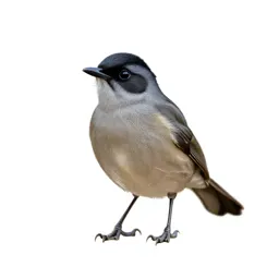 Black-fronted bush shrike