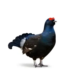 Black grouse