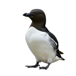 Black guillemot