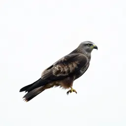 Black kite