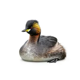 Black-necked grebe
