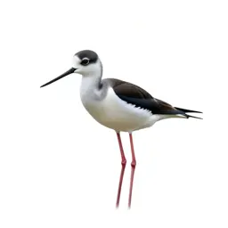 Black-necked stilt