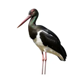 Black stork