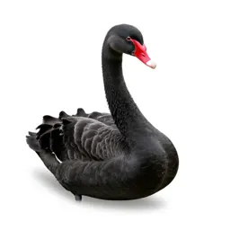 Black swan