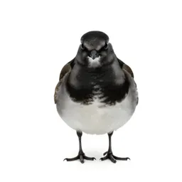 Black turnstone