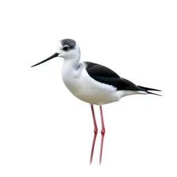 Black-winged stilt