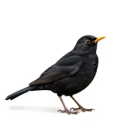 Blackbird