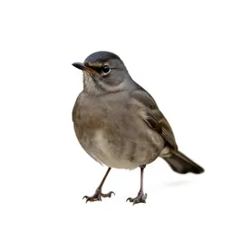 Blackcap