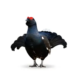 Blackcock
