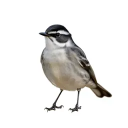 Blackpoll