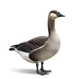 Blue goose