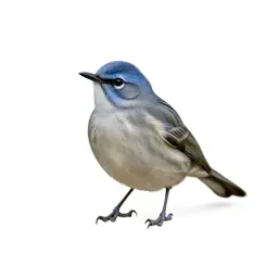 Blue-headed vireo