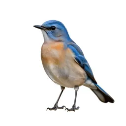 Blue mockingbird