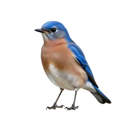 Bluebird