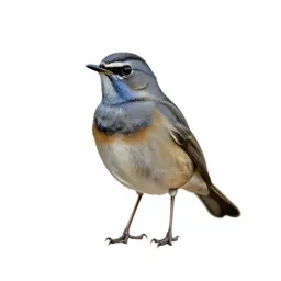 Bluethroat
