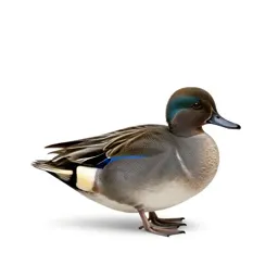 Bluewing