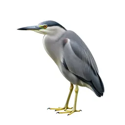 Boatbill