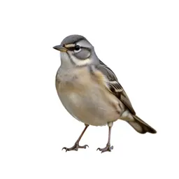 Bobolink