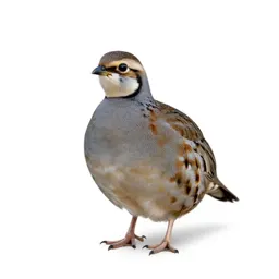 Bobwhite