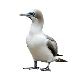 Booby