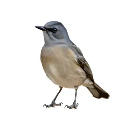 Bowerbird
