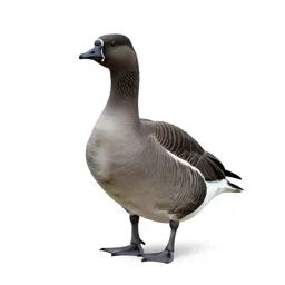Brant