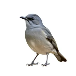 Broadbill