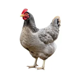 Brood hen