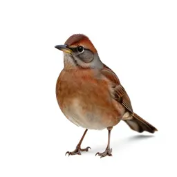Brown thrasher