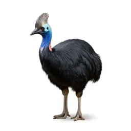 Brush turkey