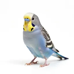 Budgerigar
