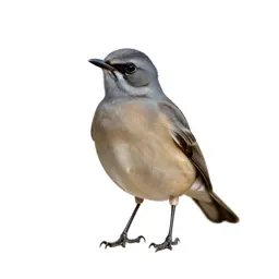Bulbul