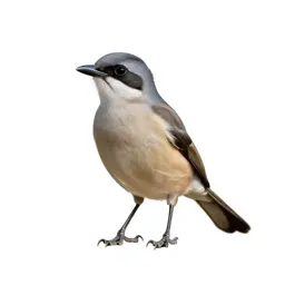 Bush shrike