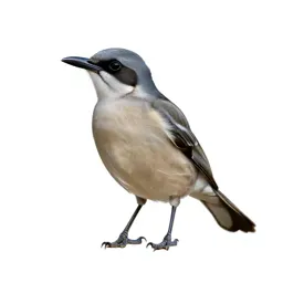 Butcherbird