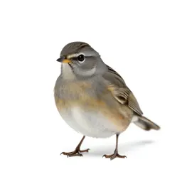 Button quail