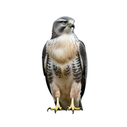 Buzzard