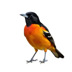 Cacique