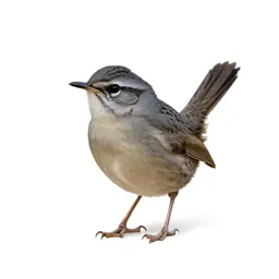 Cactus wren