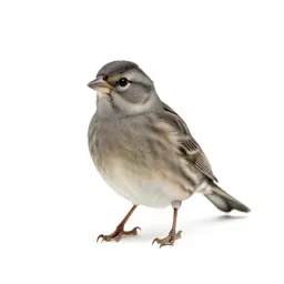 Canary
