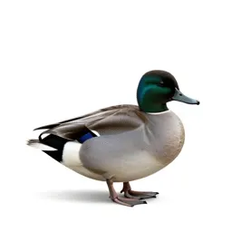Canvasback