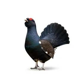Capercaillie