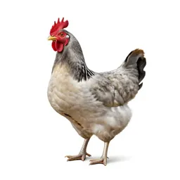 Capon