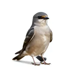 Caprimulgiform bird