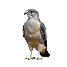 Caracara