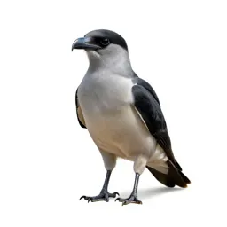 Carancha