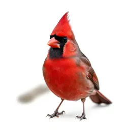 Cardinal