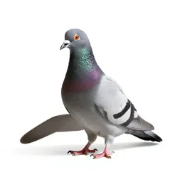 Carrier pigeon