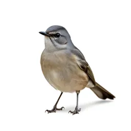 Catbird