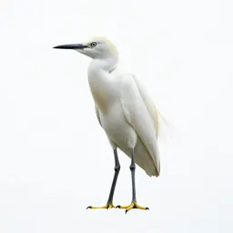 Cattle egret