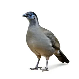 Chachalaca